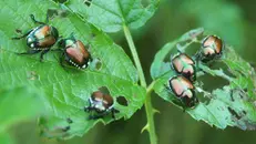 La Popillia japonica