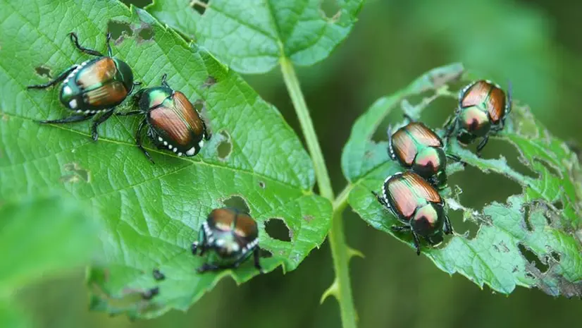 La Popillia japonica