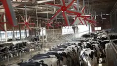 I ventilatori rinfrescano le stalle