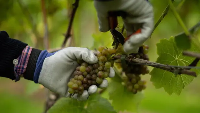 Potrebbe essere anticipata la vendemmia