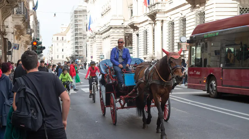 La botticella uno dei simboli della Cittˆ eterna, un po' come le Gondole a Venezia. Una carrozza trainata da cavalli che porta turisti in giro per il centro storico di Roma.