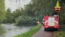 L'albero caduto - Foto Vigili del Fuoco