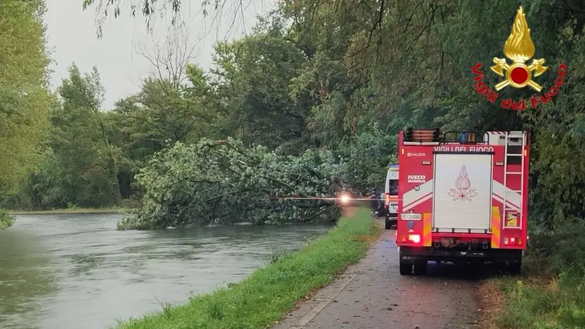 L'albero caduto - Foto Vigili del Fuoco