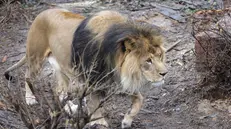 epa11849696 An African lion walks in its enclosure at the Zoo in Kyiv, Ukraine, 24 January 2025. African lions Hercules, Vilia, Daryna, and Krystyna will mark their 16th birthday on 25 January. According to the zoo, the lions have adapted to European winters over the course of several generations by growing undercoats and now they enjoy playing in the snow and easily withstand frosts down to -10 degrees Celsius. EPA/SERGEY DOLZHENKO
