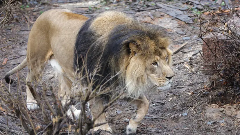 epa11849696 An African lion walks in its enclosure at the Zoo in Kyiv, Ukraine, 24 January 2025. African lions Hercules, Vilia, Daryna, and Krystyna will mark their 16th birthday on 25 January. According to the zoo, the lions have adapted to European winters over the course of several generations by growing undercoats and now they enjoy playing in the snow and easily withstand frosts down to -10 degrees Celsius. EPA/SERGEY DOLZHENKO