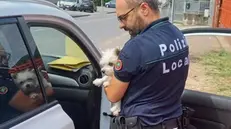 Il cane riportato ai padroni - © www.giornaledibrescia.it