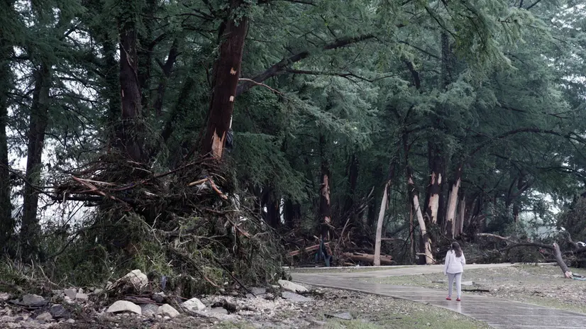 epa12218409 A woman walks among damaged trees in Kerrville, Texas, USA 05 July 2025. Twenty seven people are confirmed dead and dozens missing after floodwaters swept through a summer camp and nearby homes early 04 July. Search and Rescue teams continue working around the clock following flash flooding on the Guadalupe River in Kerr County. EPA/DUSTIN SAFRANEK