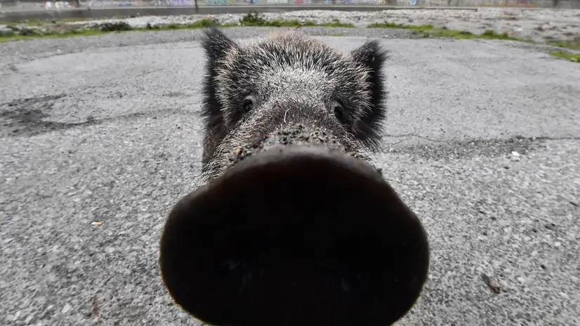 Cinghiali 'urbani' nel letto del torrente Bisagno che ospita una folta comunita' di cinghiali. Oggi c'e' stato un incontro tra gli esperti della UE-Regione Liguria per fare il punto sulle misure emergenziali adottate in contrasto alla peste suina. Genova, 09/02/2022 ANSA/LUCA ZENNARO