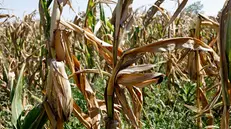 epa11547676 Dried corn plants are seen in a crop affected by drought on a hot summer day on a field near Branesti village, Romania, 13 August 2024. The Romanian Ministry of Agriculture requested on 07 August compensation from the European Commission for farmers affected by the drought. There are approximately two million cultivated hectares that are severely affected by the drought, especially sunflowers and corn, with losses estimated at 200-230 euros per hectare, according to the Ministry of Agriculture and Rural Development (MADR). The Romanian National Meteorological Administration on 13 August issued an Excessive Heat Warning (Orange Code), announcing that maximum temperatures will reach 39-40 degrees in south and southwestern regions. EPA/ROBERT GHEMENT