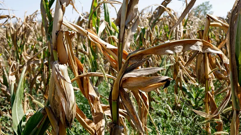 epa11547676 Dried corn plants are seen in a crop affected by drought on a hot summer day on a field near Branesti village, Romania, 13 August 2024. The Romanian Ministry of Agriculture requested on 07 August compensation from the European Commission for farmers affected by the drought. There are approximately two million cultivated hectares that are severely affected by the drought, especially sunflowers and corn, with losses estimated at 200-230 euros per hectare, according to the Ministry of Agriculture and Rural Development (MADR). The Romanian National Meteorological Administration on 13 August issued an Excessive Heat Warning (Orange Code), announcing that maximum temperatures will reach 39-40 degrees in south and southwestern regions. EPA/ROBERT GHEMENT