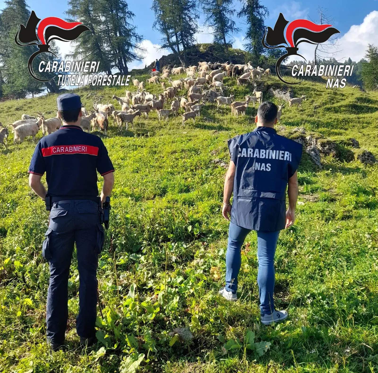 Gli accertamenti del Nucleo Carabinieri Forestale di Breno e dei Nas