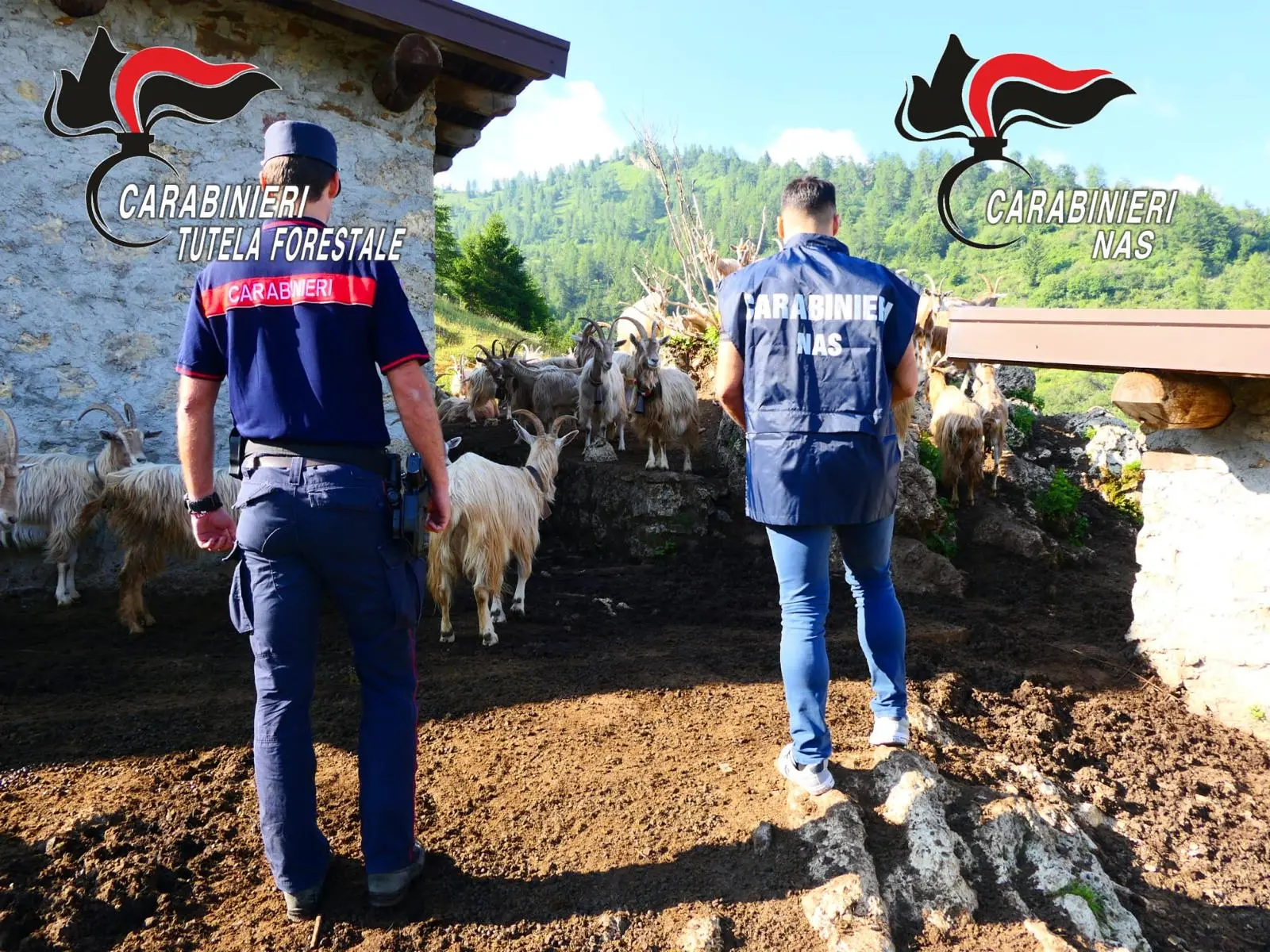 Gli accertamenti del Nucleo Carabinieri Forestale di Breno e dei Nas