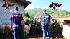 Gli accertamenti del Nucleo Carabinieri Forestale di Breno e dei Nas