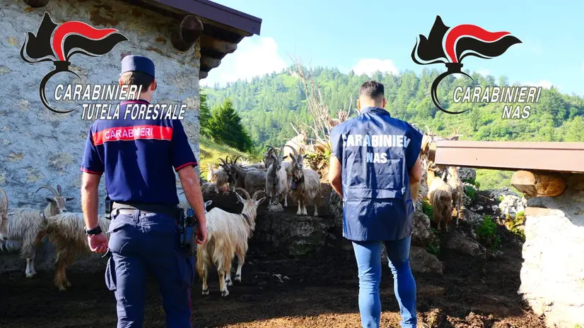 Gli accertamenti del Nucleo Carabinieri Forestale di Breno e dei Nas