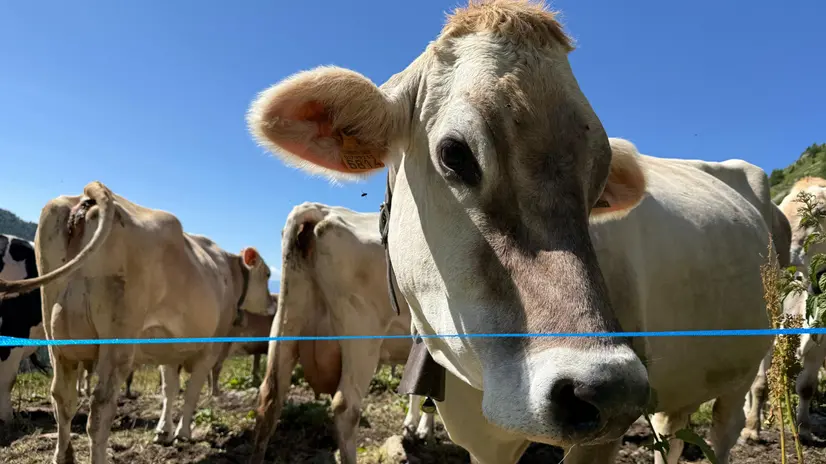 Le vacche di Malga Varadega