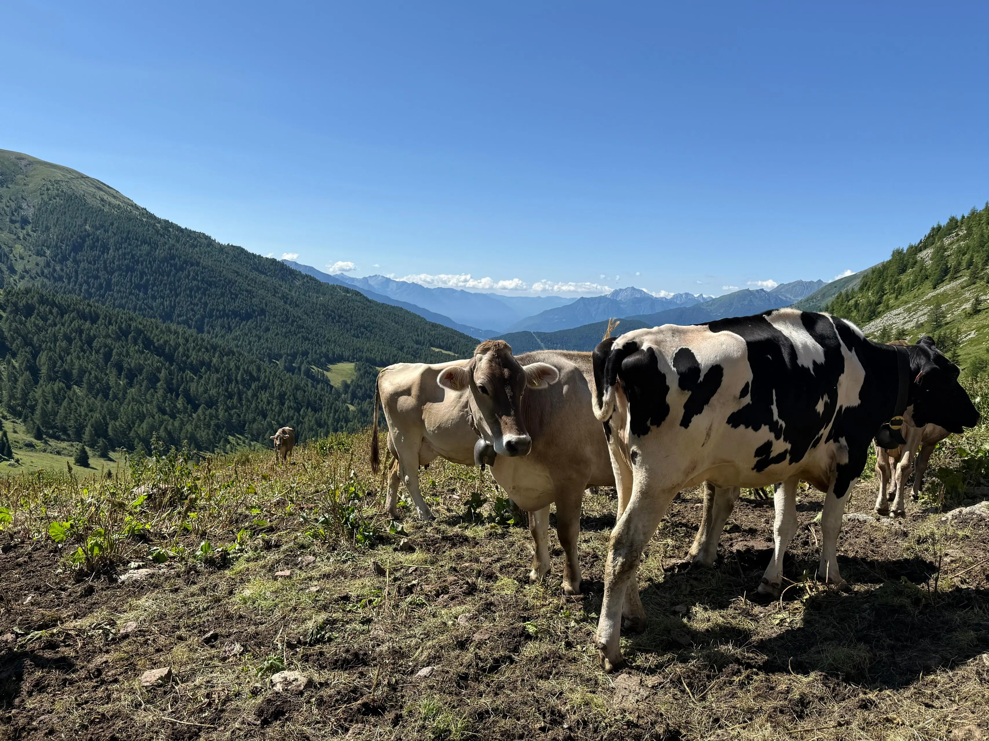 Le vacche di Malga Varadega