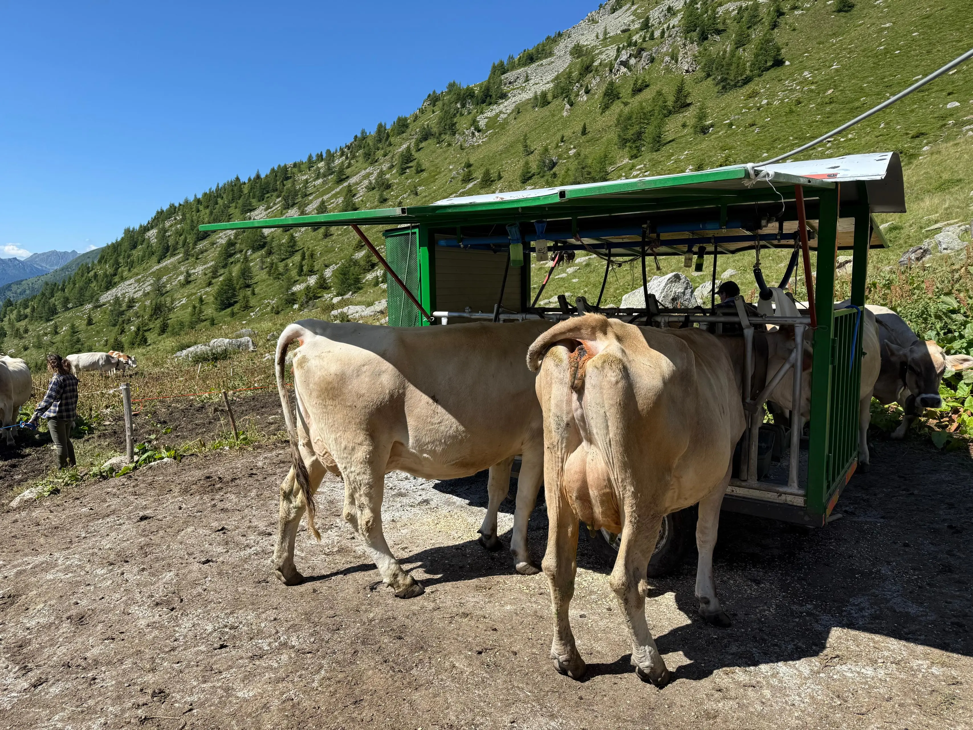 Le vacche di Malga Varadega