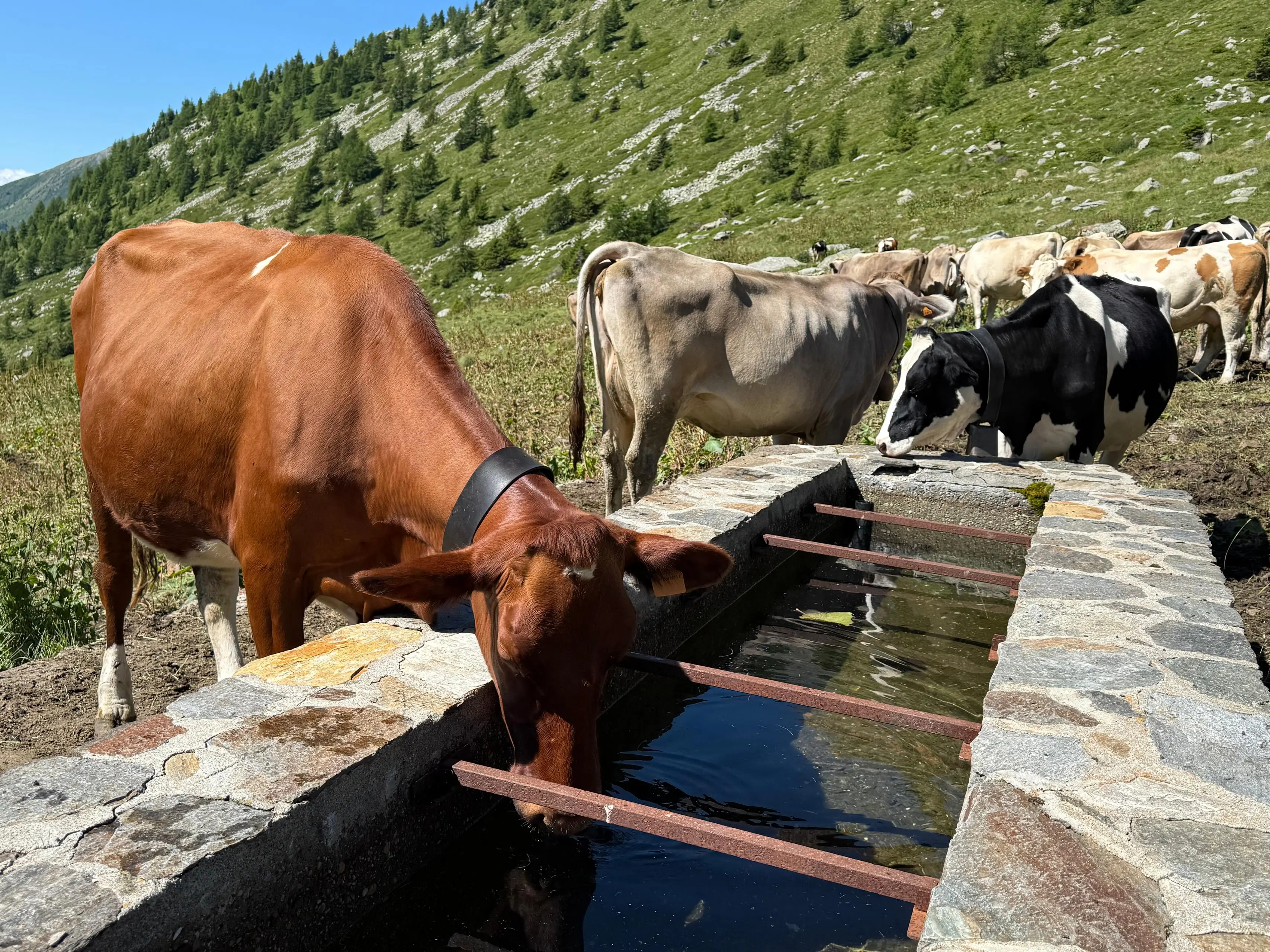 Le vacche di Malga Varadega