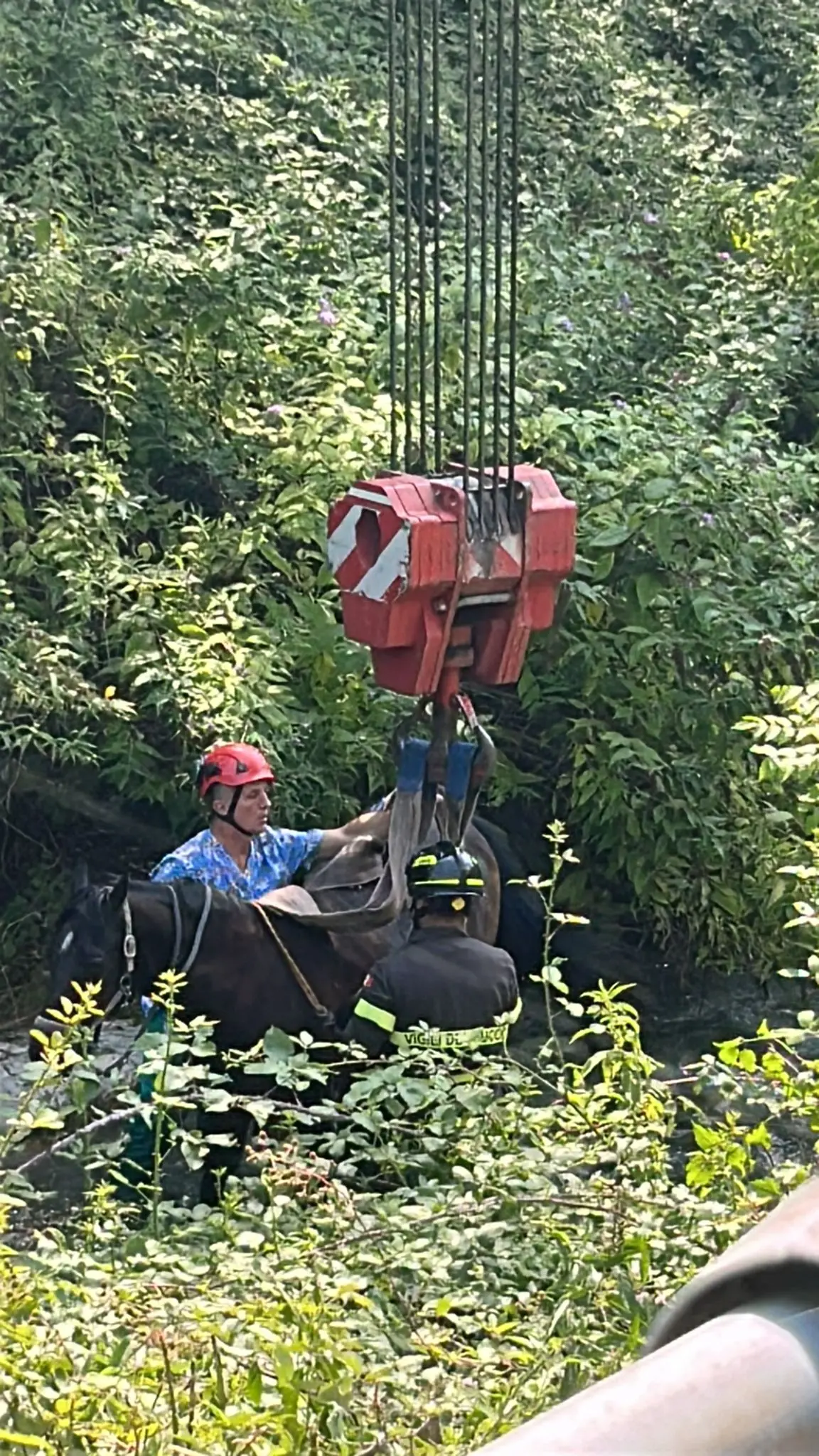 Un cavallo nel torrente del Garza