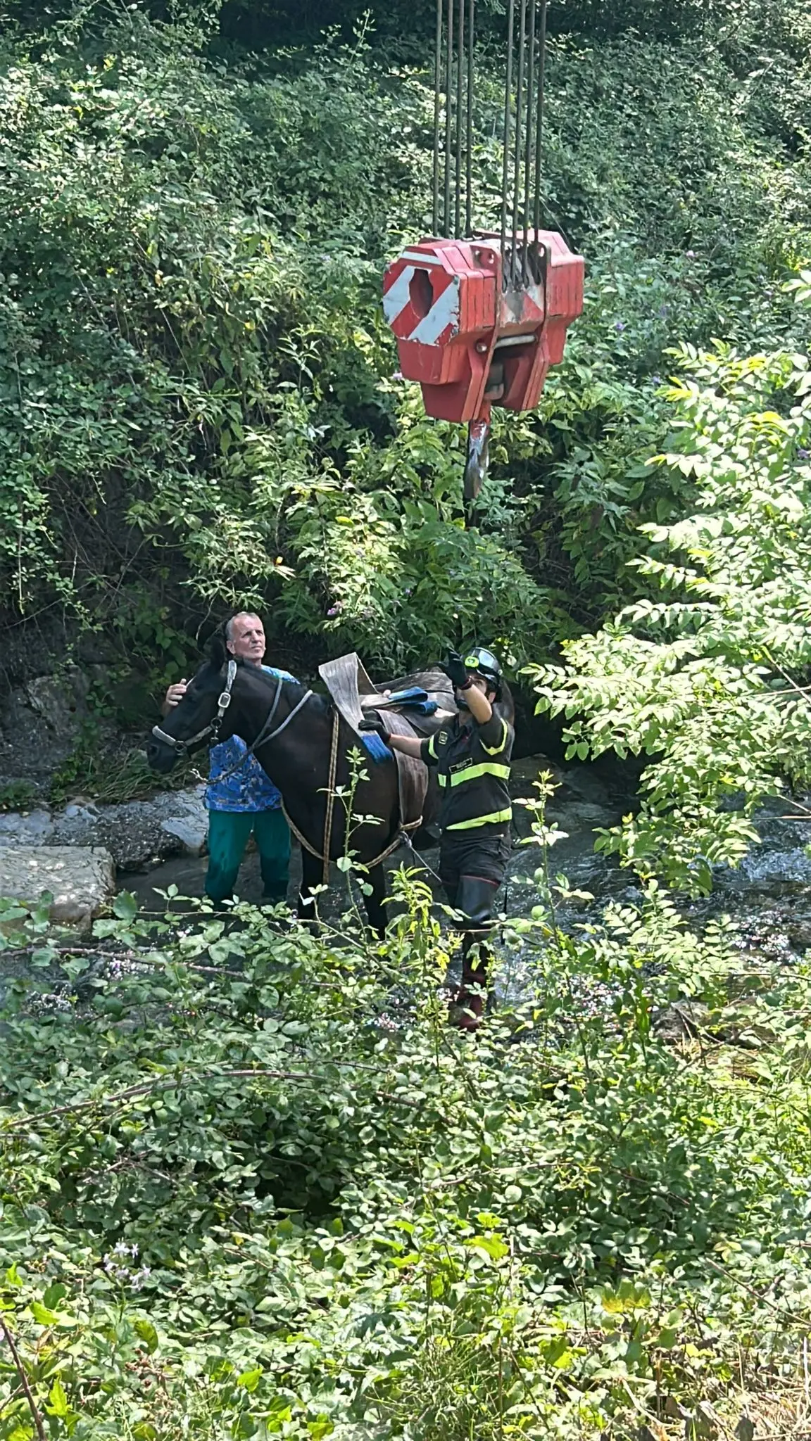 Un cavallo nel torrente del Garza