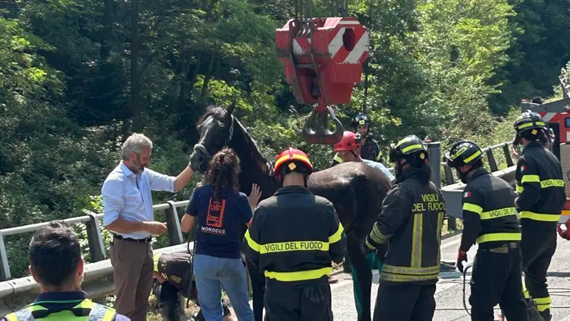 Un cavallo nel torrente del Garza