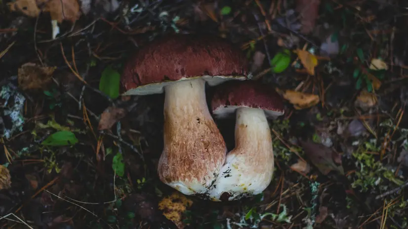 Funghi