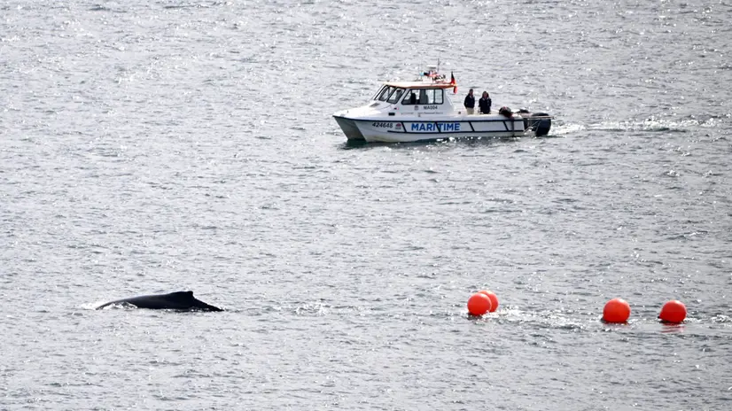 epa11560774 An entangled whale swims in Sydney Harbour, Australia, 23 August 2024. A young whale is swimming erratically around Sydney Harbour after becoming entangled in ropes with wildlife officers and rescuers attempting to free the mammal. EPA/DAN HIMBRECHTS AUSTRALIA AND NEW ZEALAND OUT