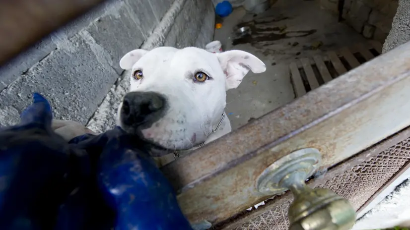 Uno dei cani rinchiusi in recinti abusivi scoperti oggi, 3 novembre 2011, dagli agenti di Polizia di Napoli nel quartiere Piscinola. I cani di razza pit-bull sporchi e denutriti erano legati a grosse catene corte in spazi angusti e fatiscenti e, alcuni, avevano addosso i segni del combattimento. ANSA / CIRO FUSCO