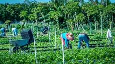 epa11861780 Agricultural employees work in a farm in Homestead, Florida, USA, 29 January 2025. The Florida Legislature, on 28 January 2025, passed SB 2B, a bill allocating half a billion dollars to support the US President Donald Trump's deportation program. According to the Farmworker Association of Florida approximately 60% of the farmworkers in Florida are undocumented. EPA/CRISTOBAL HERRERA-ULASHKEVICH