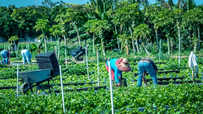 epa11861780 Agricultural employees work in a farm in Homestead, Florida, USA, 29 January 2025. The Florida Legislature, on 28 January 2025, passed SB 2B, a bill allocating half a billion dollars to support the US President Donald Trump's deportation program. According to the Farmworker Association of Florida approximately 60% of the farmworkers in Florida are undocumented. EPA/CRISTOBAL HERRERA-ULASHKEVICH