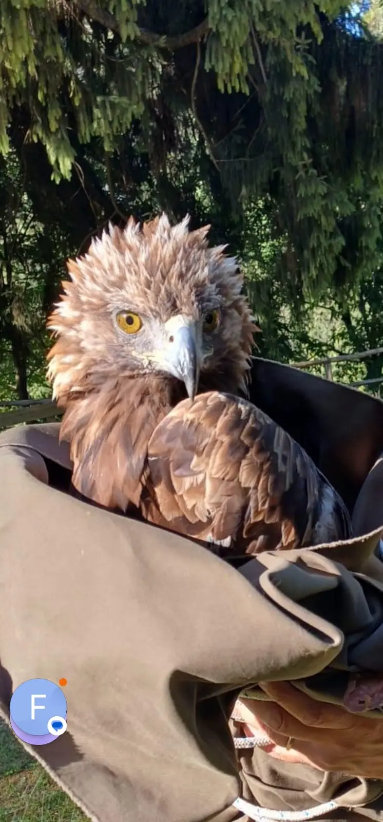 Il recupero dell'aquila reale ferita