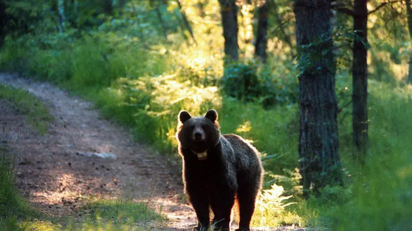 Orso in Trentino. ANSA/UFF STAMPA PAT ++NO SALES, EDITORIAL USE ONLY++
