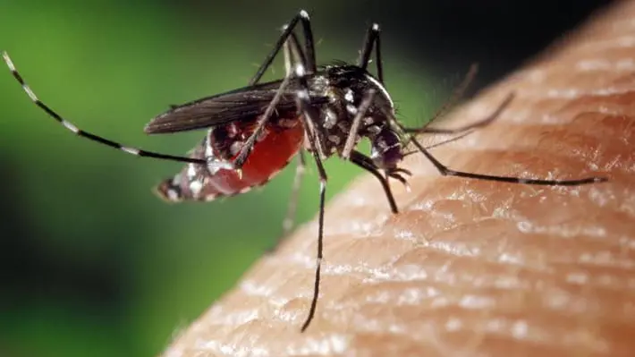 Il contagio può avvenire attraverso la puntura di zanzara infetta