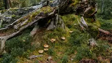 Funghi in un bosco