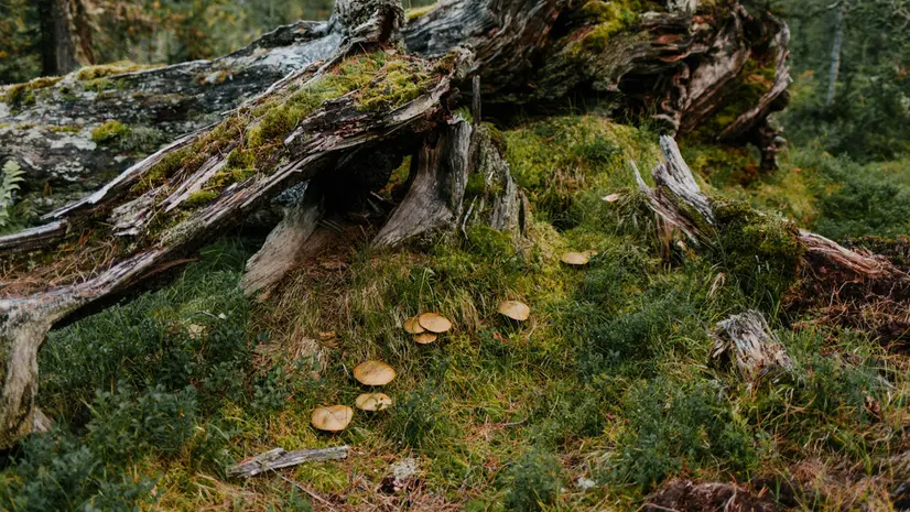 Funghi in un bosco