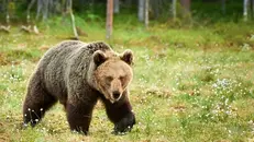 È stato avvisato un orso lungo la strada del Mortirolo