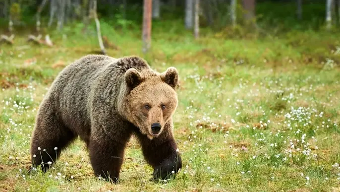 È stato avvisato un orso lungo la strada del Mortirolo