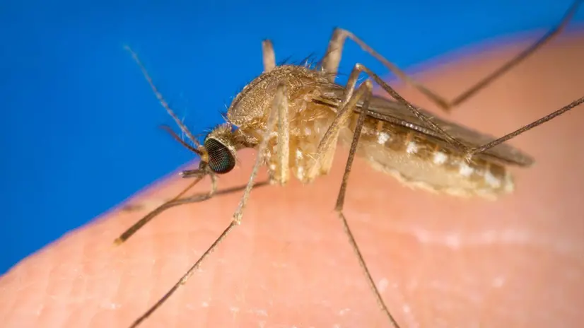 epa03367657 A handout image made available on 22 August 2012 from the Centers for Disease Control showing a Culex quinquefaciatus female mosquito . This species is a known vector for West Nile Virus. The female C. quinquefasciatus mosquito is known as one of the many arthropodal vectors responsible for spreading the West Nile virus to human beings through their bite when obtaining a blood meal. Mosquitoes of the Culex species lay their eggs in the form of egg rafts that float in still or stagnant water. The mosquito lays the eggs one at a time sticking them together in the shape of a raft. An egg raft can contain from 100 to 400 eggs. The eggs go through larval and pupal stages and feed on micro-organisms before developing into flying mosquitoes. The CDC is reporting that there have currently been 1,100 cases of West Nile Virus reported in the US in 2012, more than ever reported at this point in the year since the virus was first recorded in the US in 1999. EPA/JIM GATHANY / CENTERS FOR DISEASE CONTROL / HANDOUT HANDOUT EDITORIAL USE ONLY/NO SALES