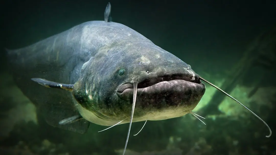 Un esemplare di pesce siluro