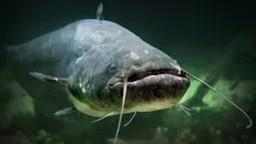 Un esemplare di pesce siluro