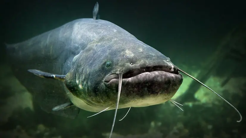 Un esemplare di pesce siluro