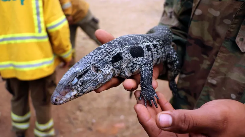 epa11599285 A man holds an overa iguana rescued from a fire in San Miguelito, Bolivia, 11 September 2024. Headaches, itchy eyes and difficulty breathing are some of the symptoms that people in eastern Bolivia have been suffering from for several days due to the smoke from forest fires. The fires have already razed more than 3.8 million hectares and continue to threaten to destroy hundreds of homes. EPA/JUAN CARLOS TORREJON