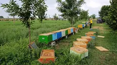 Il parco apiario è diventato realtà - © www.giornaledibrescia.it