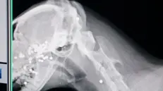 La radiografia al gatto - © www.giornaledibrescia.it