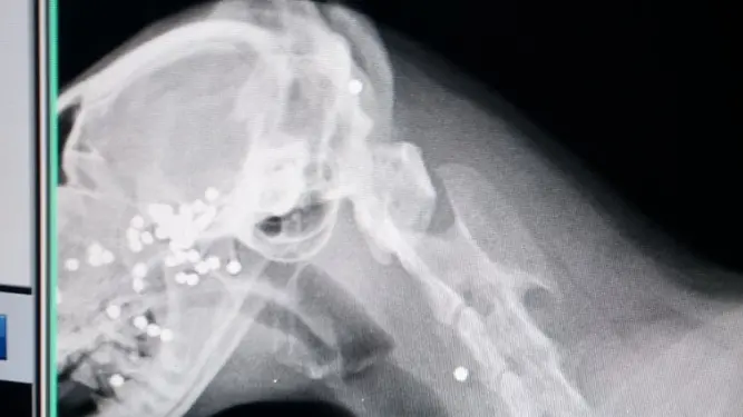 La radiografia al gatto - © www.giornaledibrescia.it