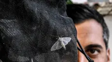 Operatori della Asl di Caserta impegnati nella installazione di trappole per le zanzare Culex responsabili del contagio sull'uomo del West Nile , 24 luglio 2025 ANSA / CIRO FUSCO