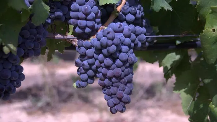 Uva cannonau sardegna