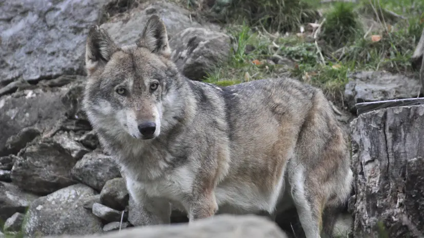 Lupo al Parc animalier di Introd (Aosta), 27 novembre 2022. Credit: Thierry Pronesti