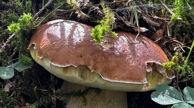 Il microclima è ideale per i funghi - © www.giornaledibrescia.it