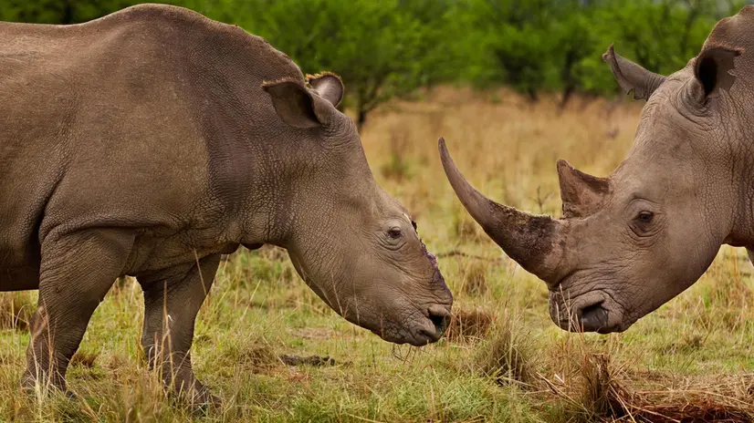 1st premio Natura - Storie Brent Stirton, Sud Africa, Reportage di Getty Images per National Geographic ?Rhino Wars??, Tugela Private Game Reserve, Colenso, Natal, Sud Africa, 9 novembre 2010 Un rinoceronte femmina a Natal, Sud Africa, sopravvissuta ad una brutale asportazione del corno avvenuta quattro mesi prima da parte di bracconieri con una sega. ANSA +++NO SALES - EDITORIAL USE ONLY+++ +++DA PUBBLICARE SOLO IN RELAZIONE ALLA MOSTRA+++
